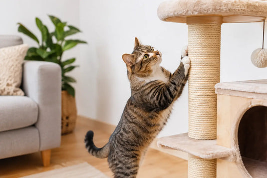 Arranhador para gatos: como escolher bem