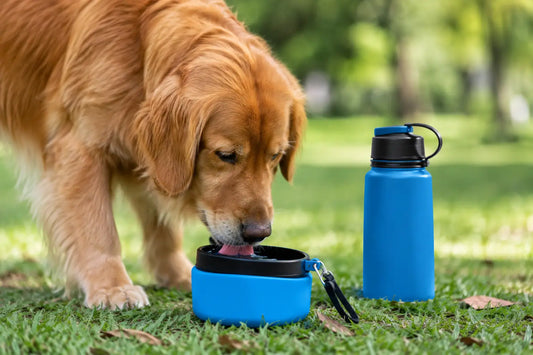 Bebedouro portátil para cães: como escolher