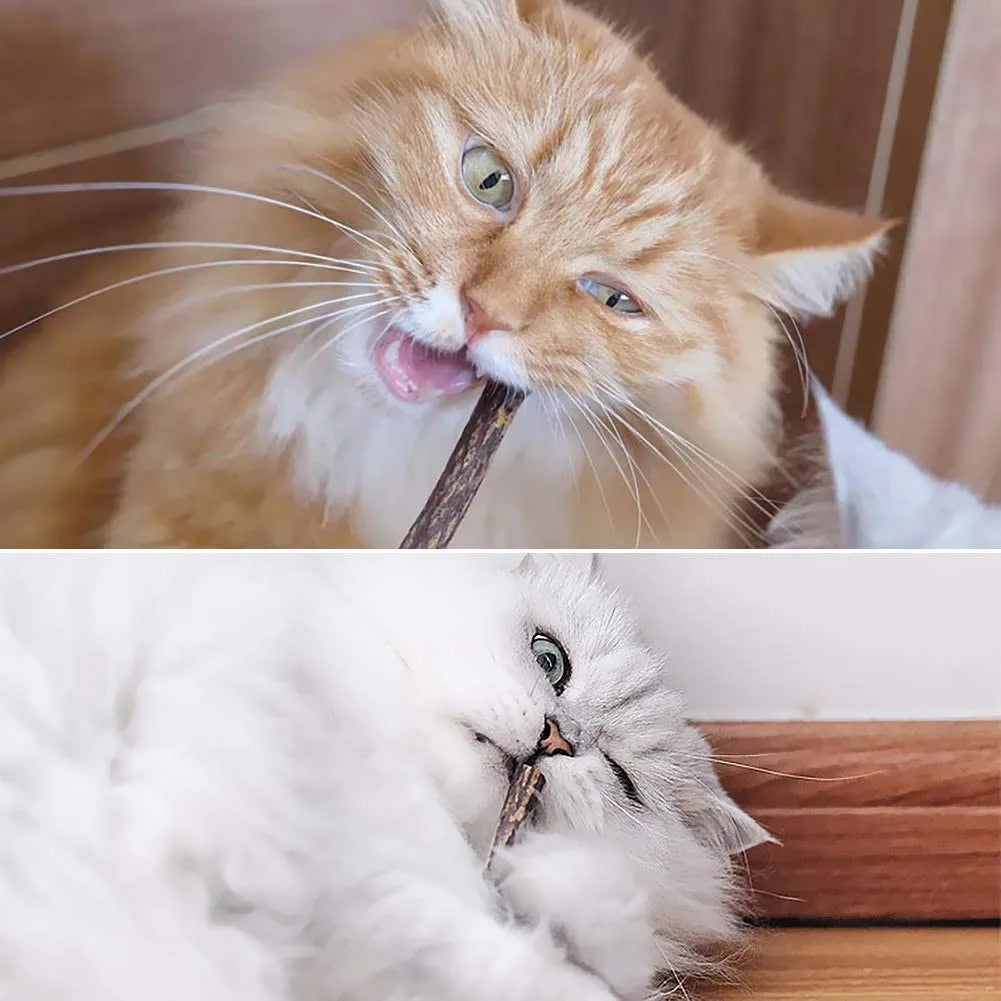 15 pçs natural matatabi gato catnip brinquedo gatinho molar mastigar vara pet limpeza dentes gato tratar brinquedo actinidia silvervine produtos para animais de estimação