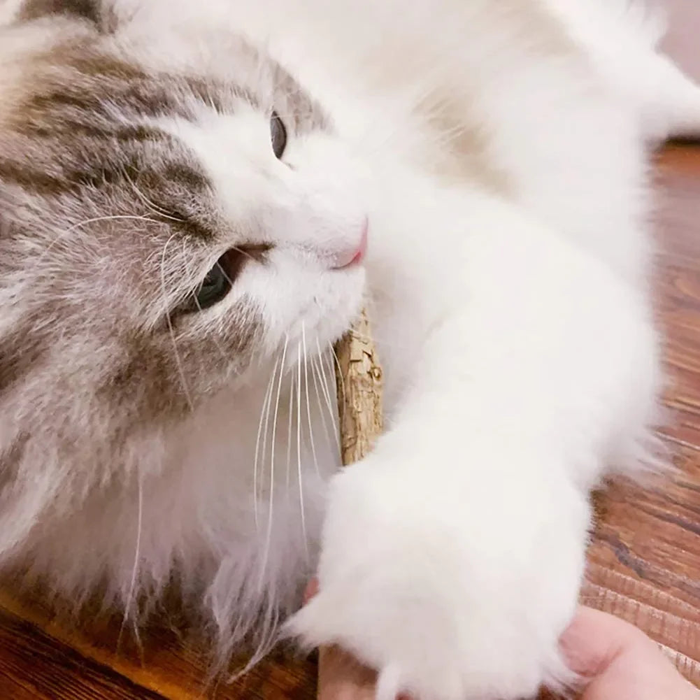 15 pçs natural matatabi gato catnip brinquedo gatinho molar mastigar vara pet limpeza dentes gato tratar brinquedo actinidia silvervine produtos para animais de estimação