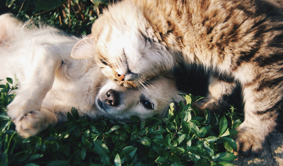 Cão e gato juntos, deitados na relva - banner ZuriPet