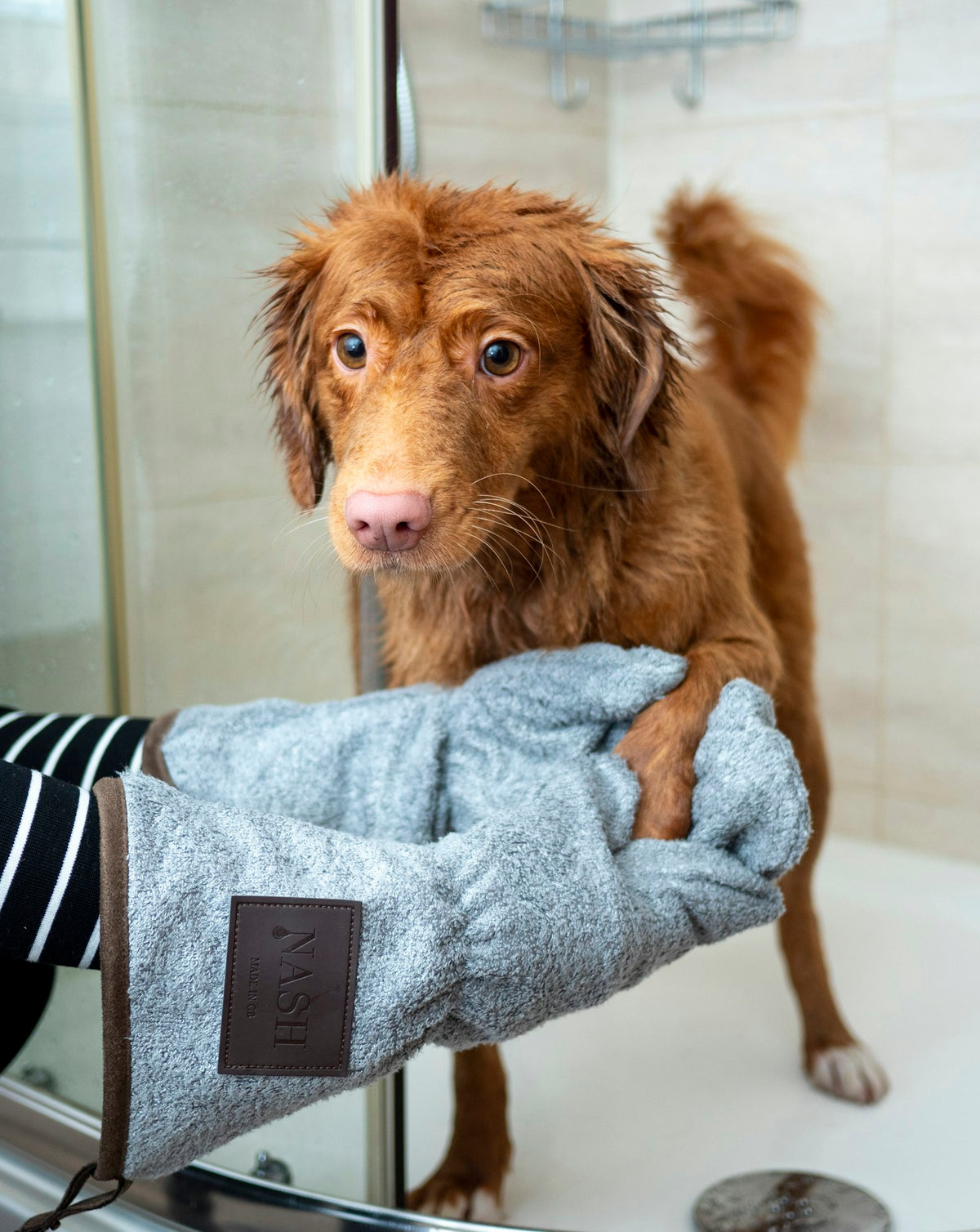 Cão a ser cuidado numa toalha - Cuidados e Higiene