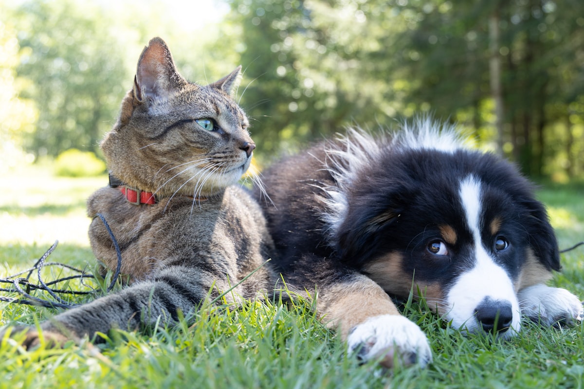 Cão e gato juntos na relva - Mais Vendidos
