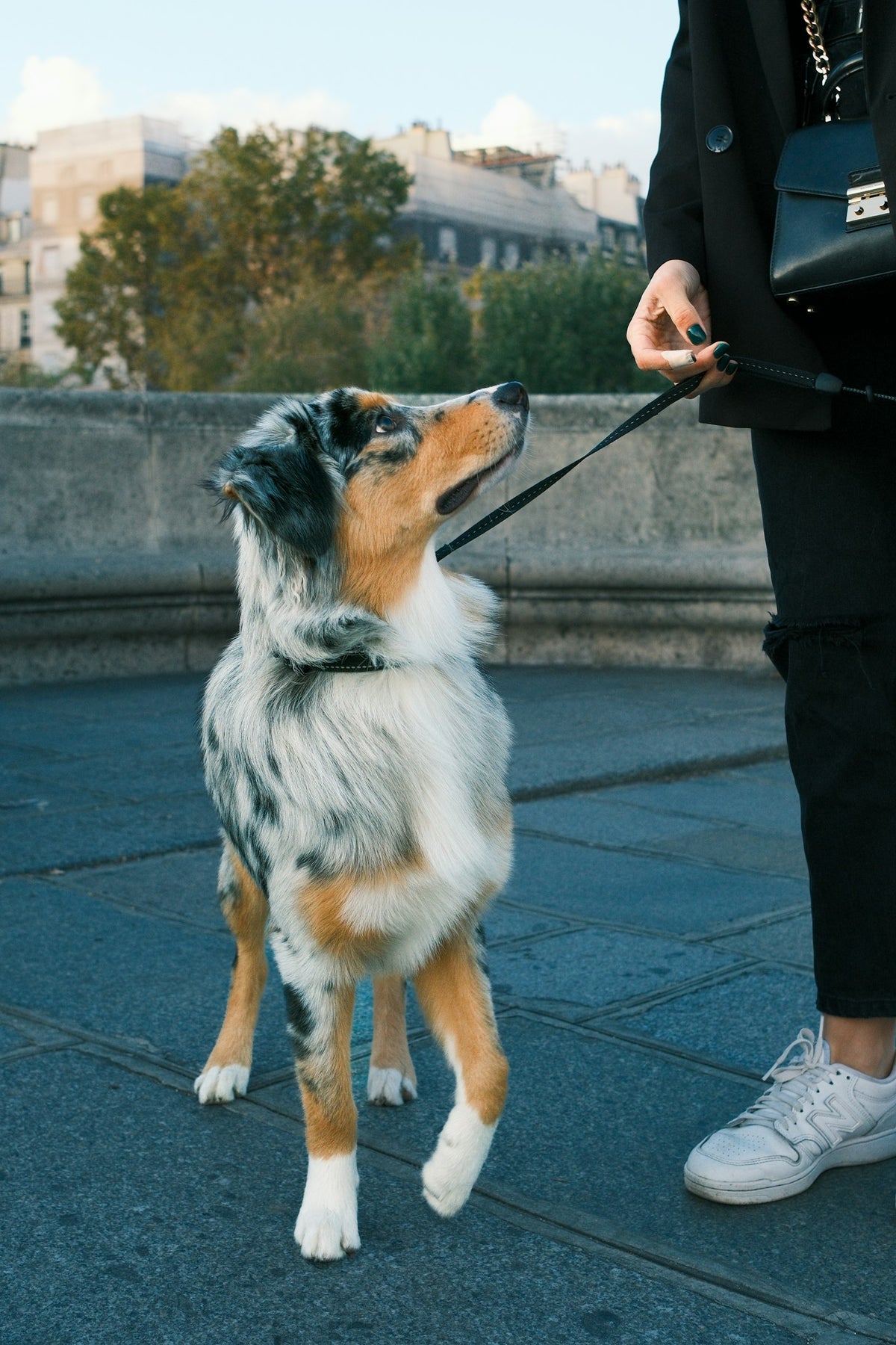 Cão a passear com trela - Essenciais para Passeio
