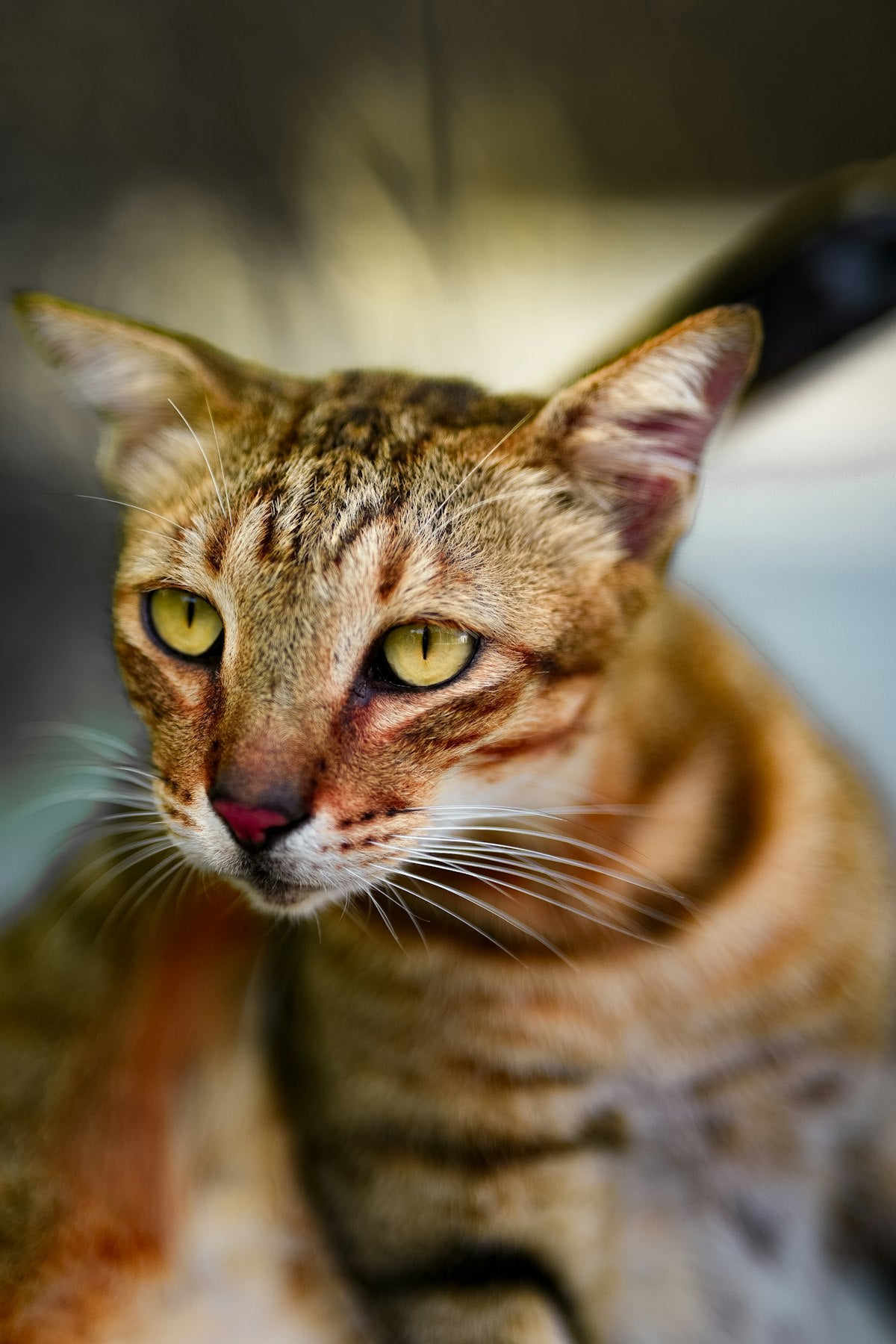 Retrato de gato - categoria Gato
