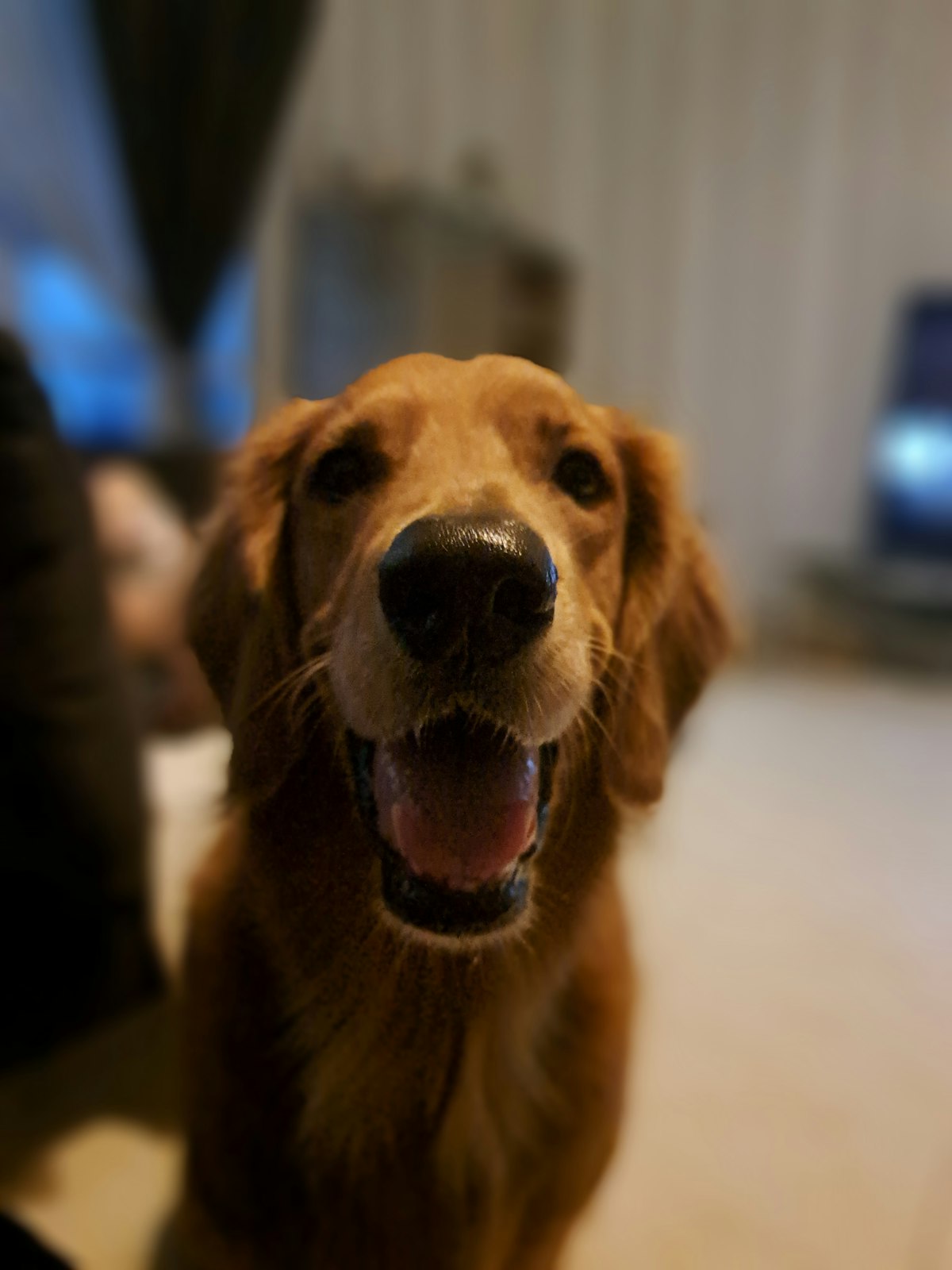 Cão feliz ao ar livre - categoria Cão